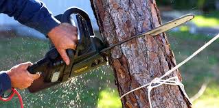 Tucson Estates, AZ Tree Services Company