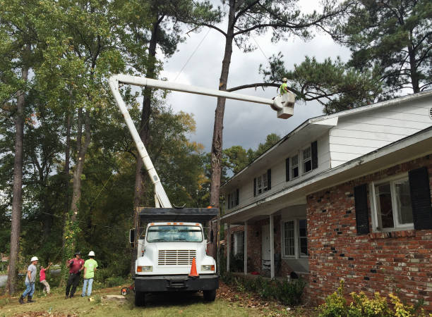 How Our Tree Care Process Works  in  Tucson Estates, AZ